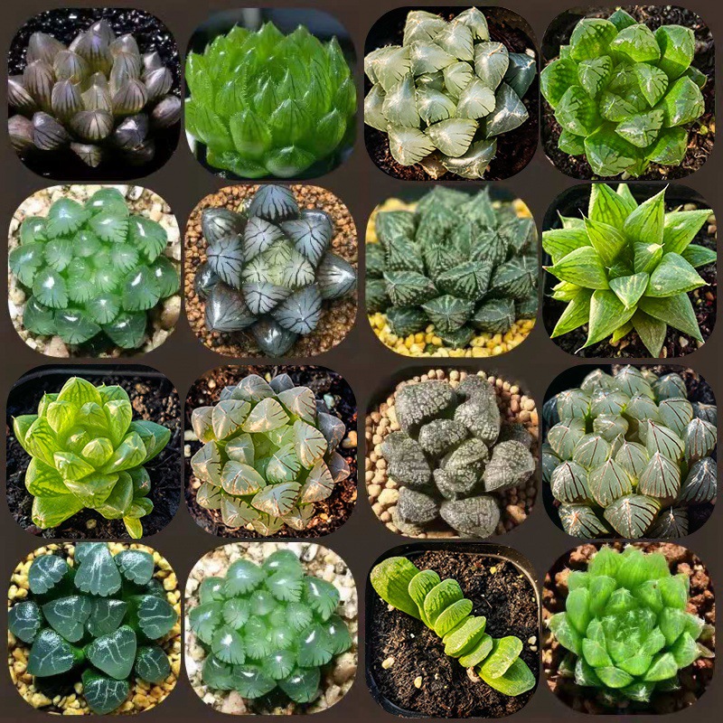 玉露多肉植物十二卷冰灯姬玉露樱水晶黑肌寿玉露套餐组合自产自销