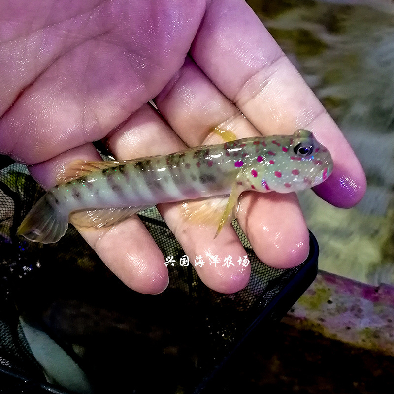 粉点虾虎紫点新加坡蓝斑点粉点古b海水鱼活体海缸翻沙快递包活