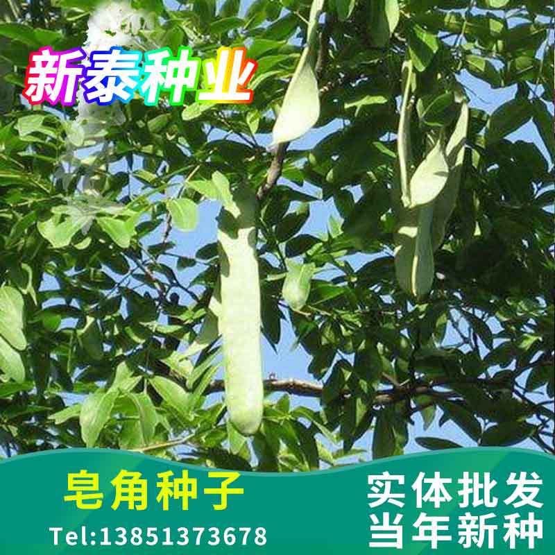大皂角种子巨刺小皂角篱笆围栏中皂角米皂荚树苗林木-阿里巴巴