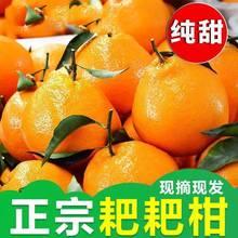 正宗四川春见耙耙柑橘子粑粑柑当季整箱新鲜水果10斤杷杷丑桔柑特