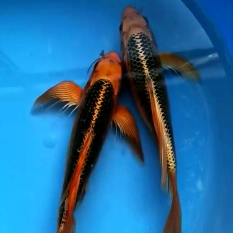 日本纯种进口金松叶龙凤锦鲤活体大型观赏冷水风水鱼苗精品包邮