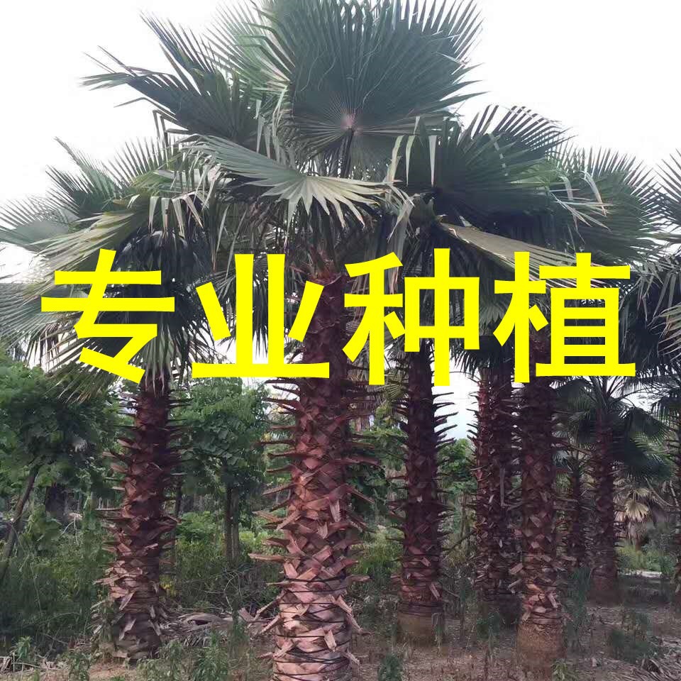 老人葵树 华棕 杆高6米 自然高度8米 漳州华盛顿棕榈基地 棕榈树