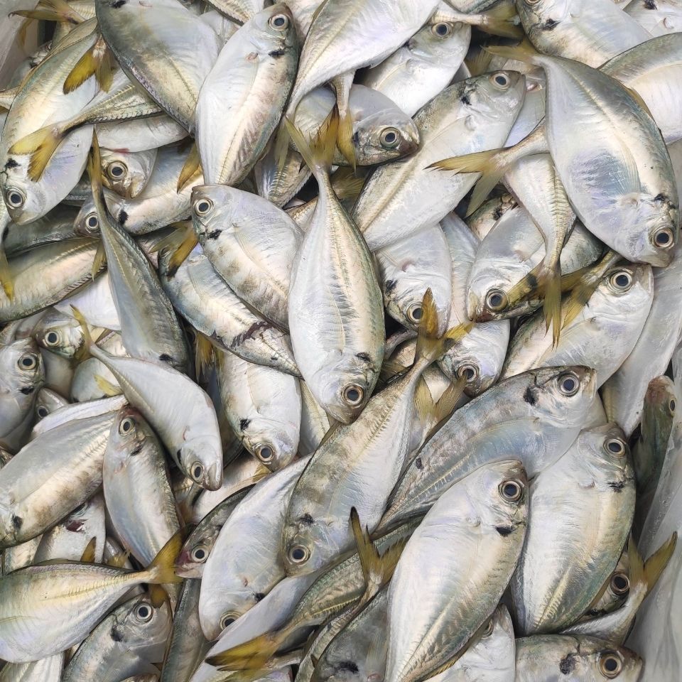 当天捕捞结尾鱼黄尾鱼小海杂鱼盐煲海鲜博贺渔港鲜鱼汤宝宝3斤