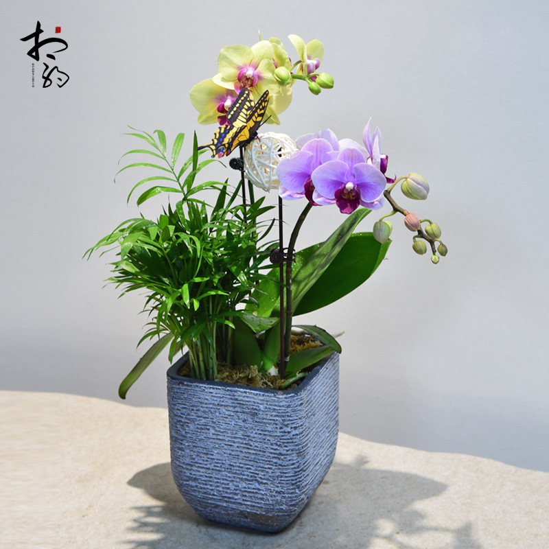 蝴蝶兰盆栽带花苞客厅绿植四季植物兰花花卉室内盆景开业乔迁送礼
