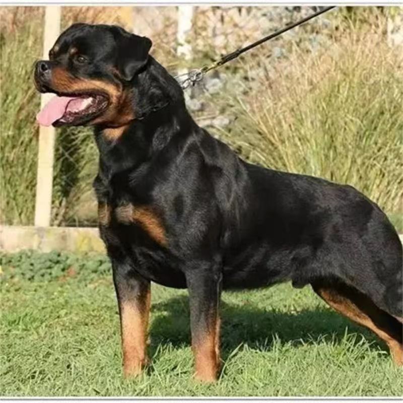 纯种德系罗威纳幼犬活体狗狗罗威纳护卫犬防爆犬工作犬猛犬四眼狗