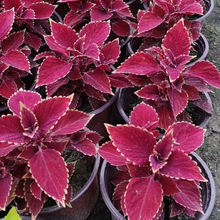 农家紫苏苗带土 现摘现发 紫苏幼苗可阳台盆栽 可 用野生鲜活