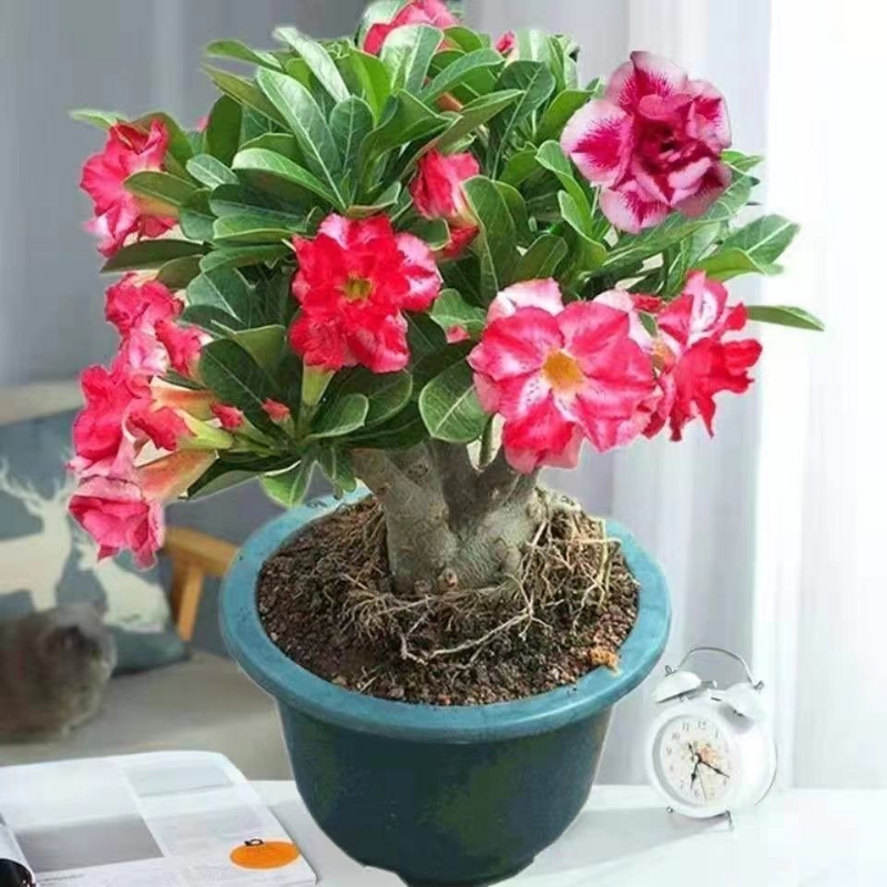 台湾茉莉