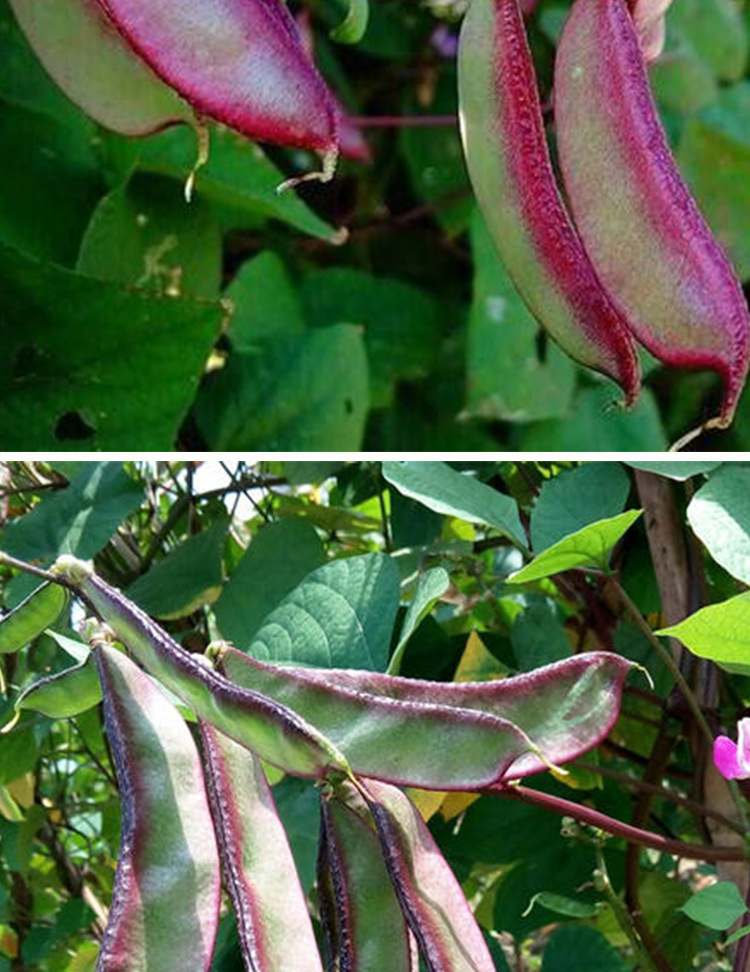 紫边眉豆种子 农田菜园基地易种肉厚结荚多纤维少扁眉豆蔬菜籽