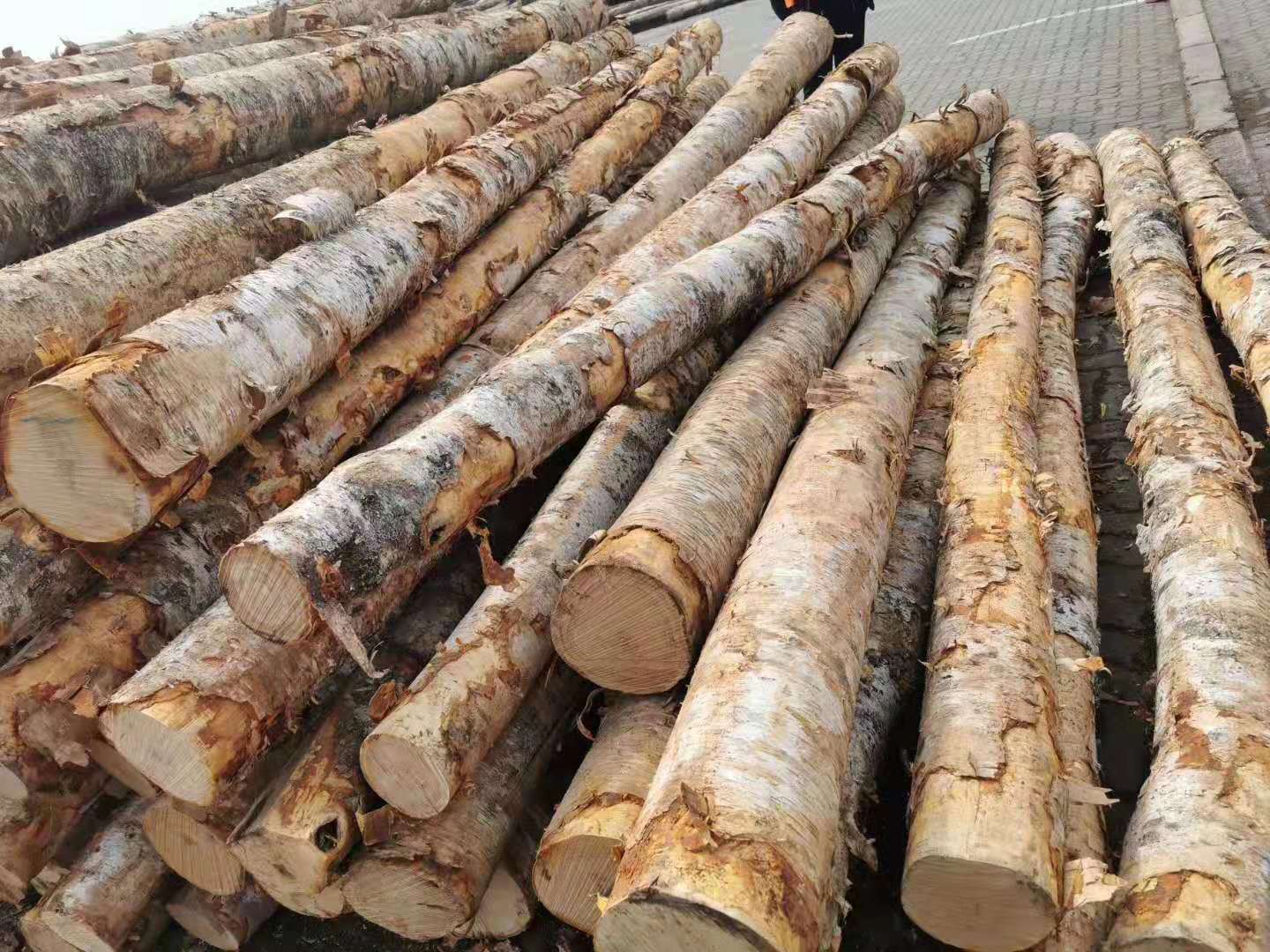 俄罗斯桦木白桦枫桦原木旋切家具装修适用材桦木防腐烘干实木板材