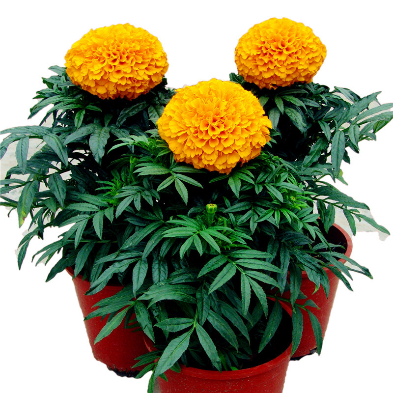 万寿菊种子 景观绿化阳台盆栽四季播易种庭院花卉观赏