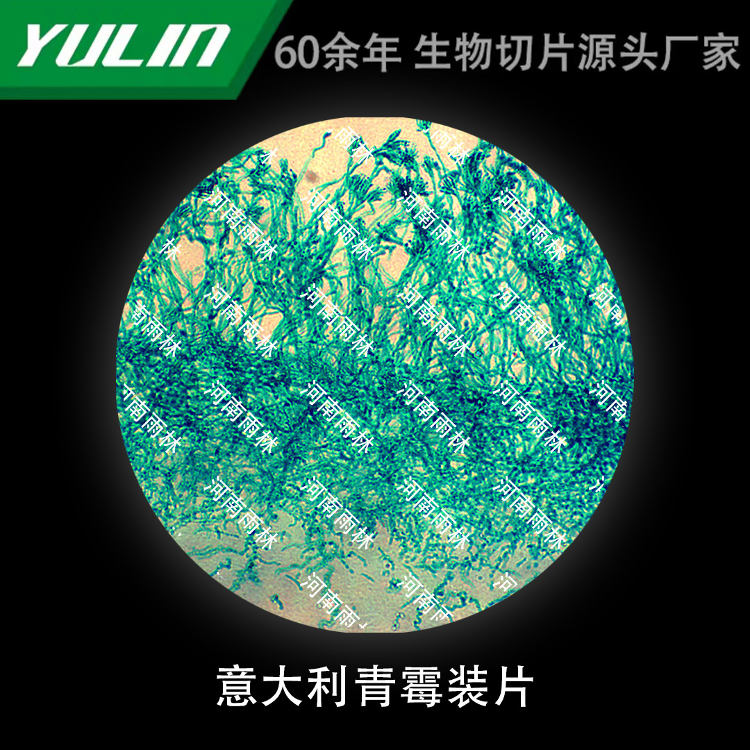意大利青霉装片生物显微镜标本动物植物细胞载玻片观察实验高校