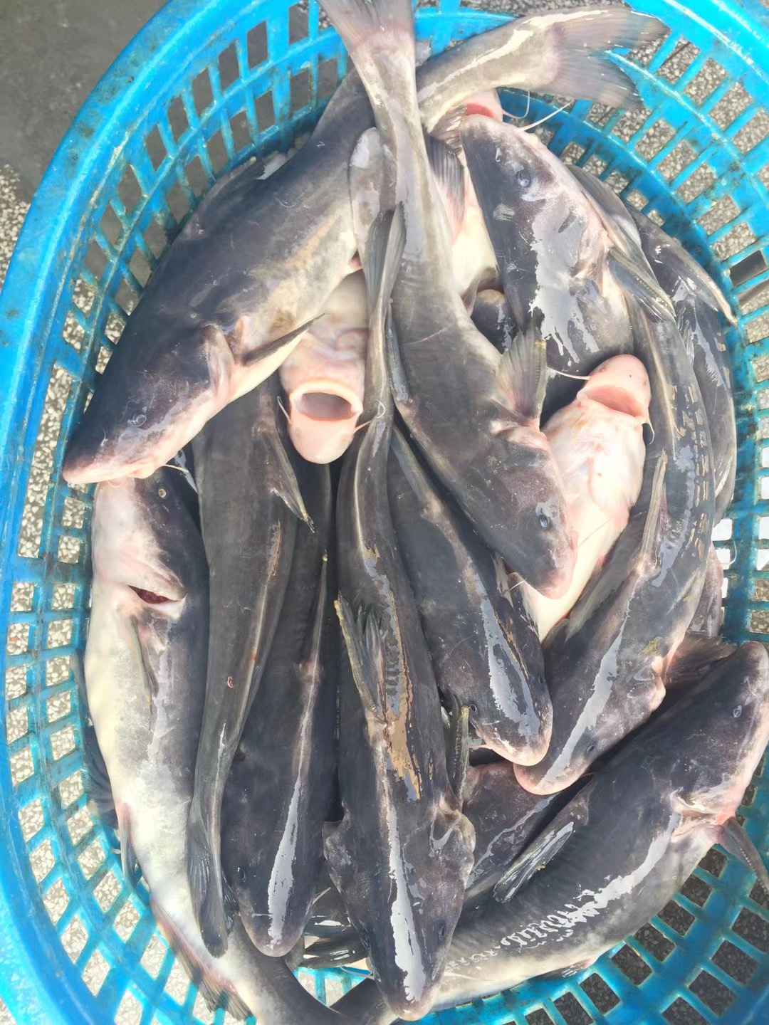 水产批发 鲜货黑鮰鱼 回鱼 鱼勾 肉鲜味美 江团胖头鱼美味鲜嫩