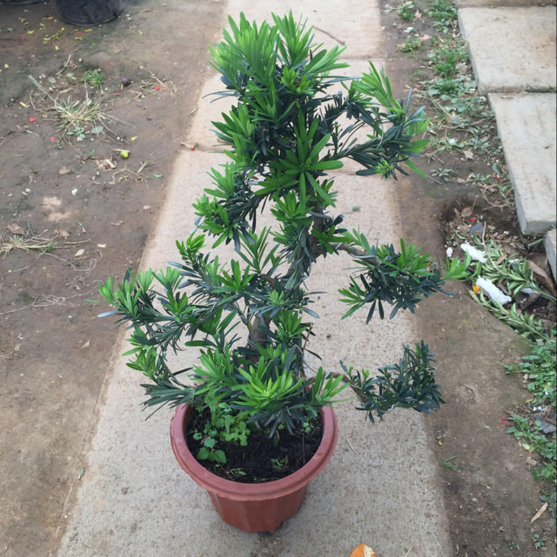 罗汉松小苗 雀舌罗汉松苗 庭院阳台地栽盆栽盆景花卉绿植绿化树苗