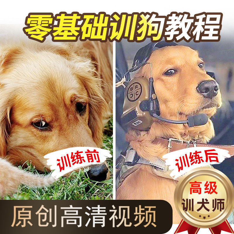 训狗教程神器自学训犬泰迪金毛拉布拉多专业训练宠物狗狗视频网课