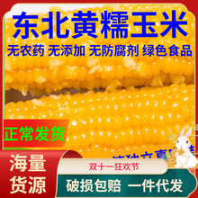 黄黏玉米真空包装东北甜糯玉米新鲜真空粘玉米棒黄苞米10根包邮非