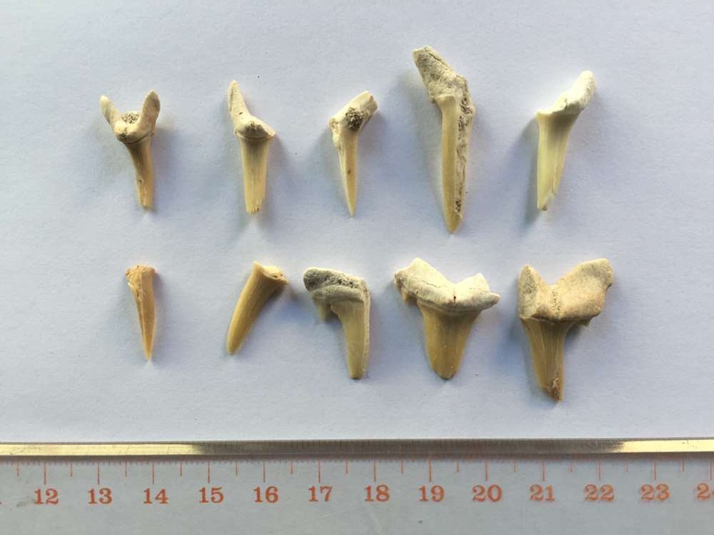 鲨鱼牙化石完整裸牙半完整动物牙齿标本单颗收藏个性饰品细长牙