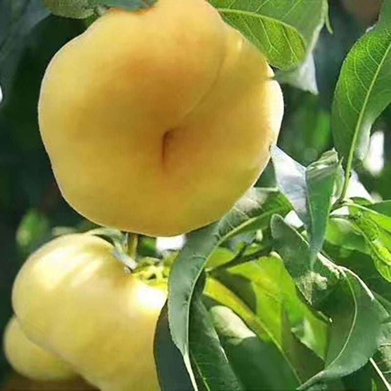 黄肉油蟠桃苗基地 中油蟠黄金油蟠珍珠枣油桃-阿里巴巴