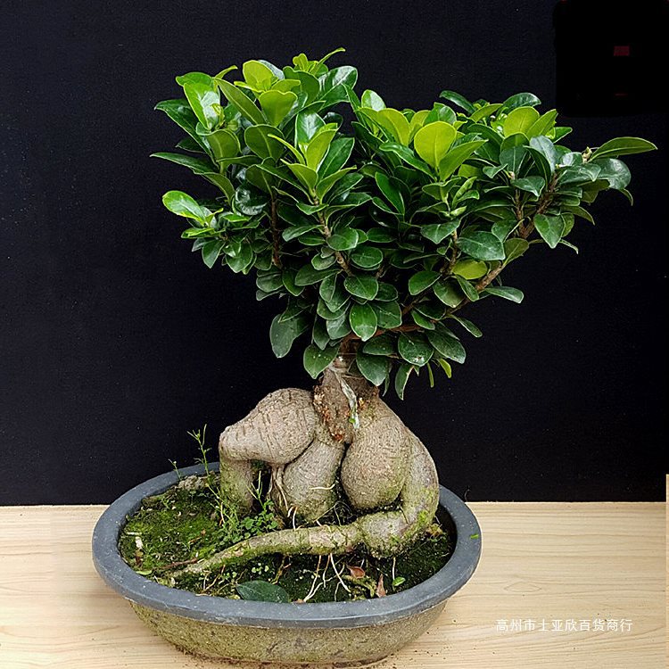 人参榕大小榕树台湾虎皮榕绿植盆栽花卉福建茶盆景包邮办公室榆树