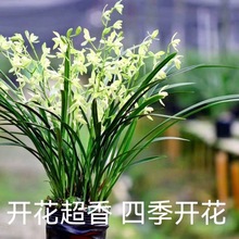 建兰大凤素黄金彩虹室内盆栽兰花四季开花室内养眼绿植包邮