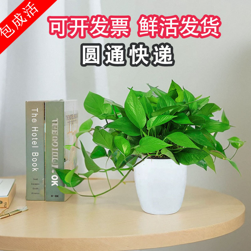 绿萝盆栽室内除甲醛水培植物办公室绿植吸甲醇客厅自吸水大盆绿箩