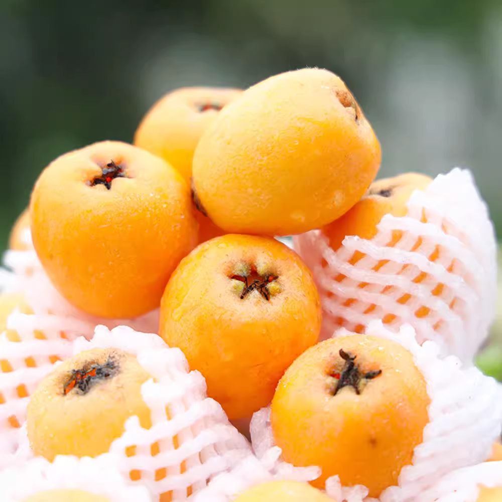 新鲜水果罐头枇杷罐头大份量整箱567g大罐水果捞配料商用即食餐饮