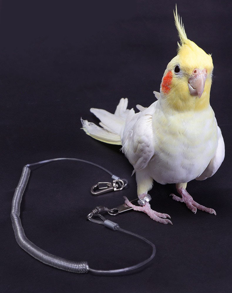 鹦鹉脚环玄凤八哥虎皮脚链鸟链子不伤脚活扣轻型放飞绳遛鸟绳用具