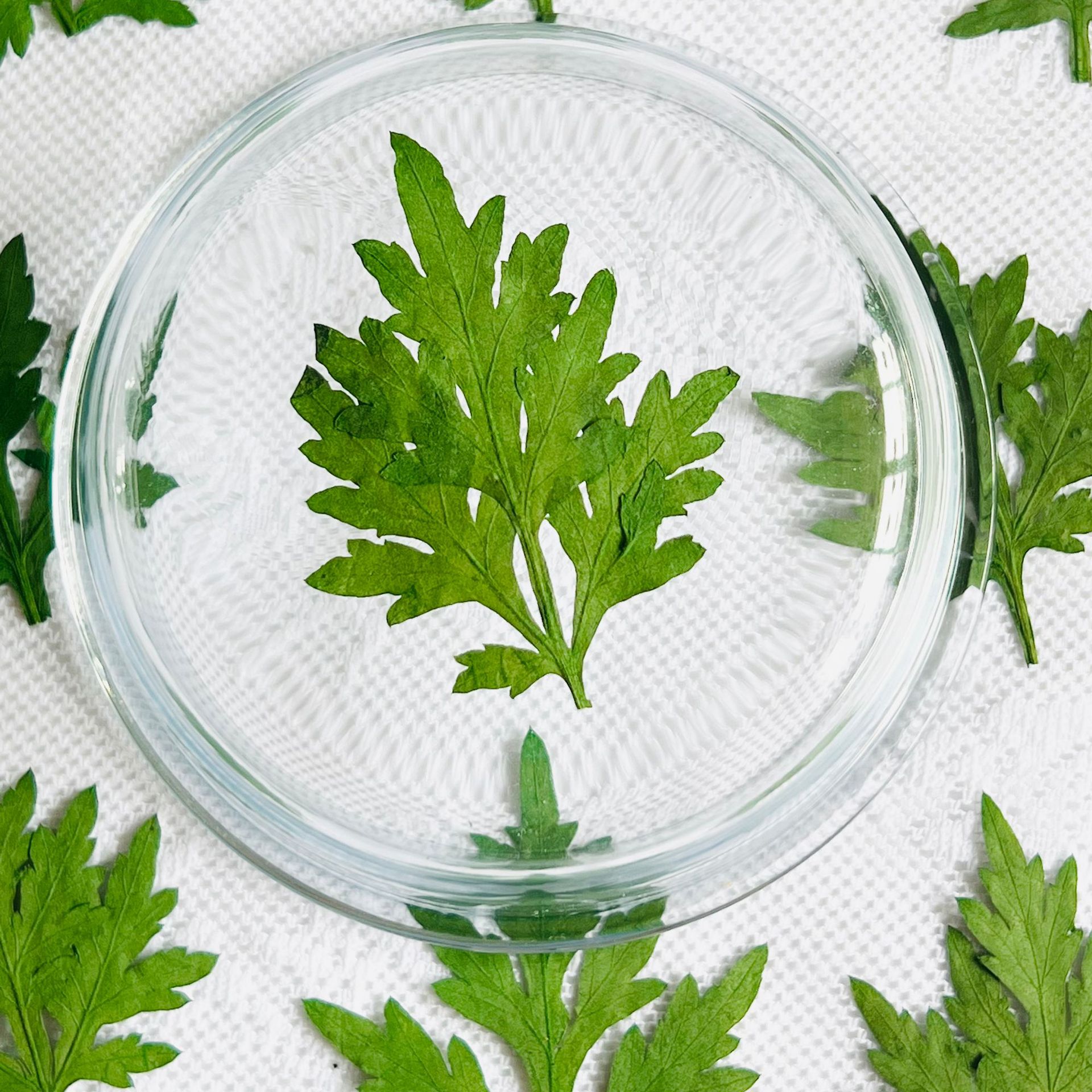 菊叶真树叶 干花压花树叶叶片押花书签幼儿园手工diy滴胶植物标本