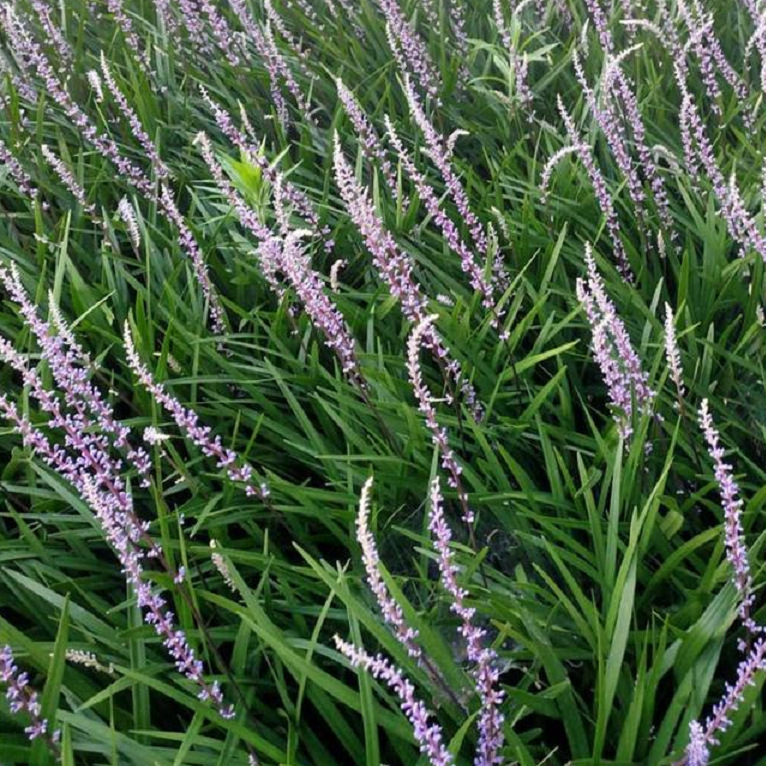 兰花三七金边阔叶麦冬细叶麦冬吉祥草鸢尾地被草坪-阿里巴巴