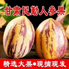 【】甘肃民勤人参果大果当季新鲜水果低糖人生果黄心百奇