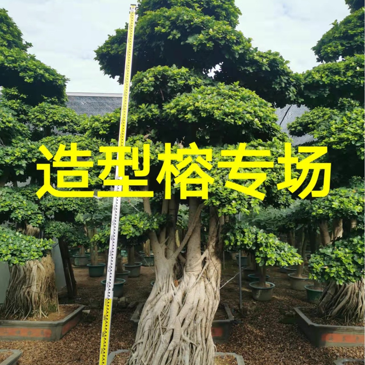 福建造型小叶榕 四川小叶榕桩景 重庆小叶榕古桩 广西榕树桩头