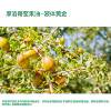 Xufan Skincare Massage luo Brother Nut Oil argan Hair care essential oil A glycerol Base Oil Hairdressing Hair care Separable Xufan Skincare Massage luo Brother Nut Oil argan Hair care essential oil A glycerol Base Oil Hairdressing Hair care Separable