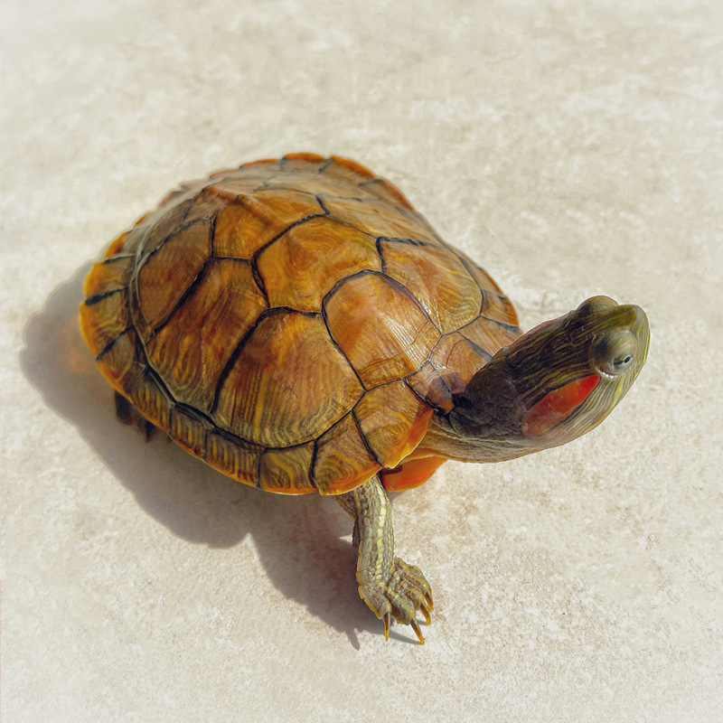 宿舍宠物乌龟小王八水族淡水易活水养网红活物家养观赏爬宠耐活