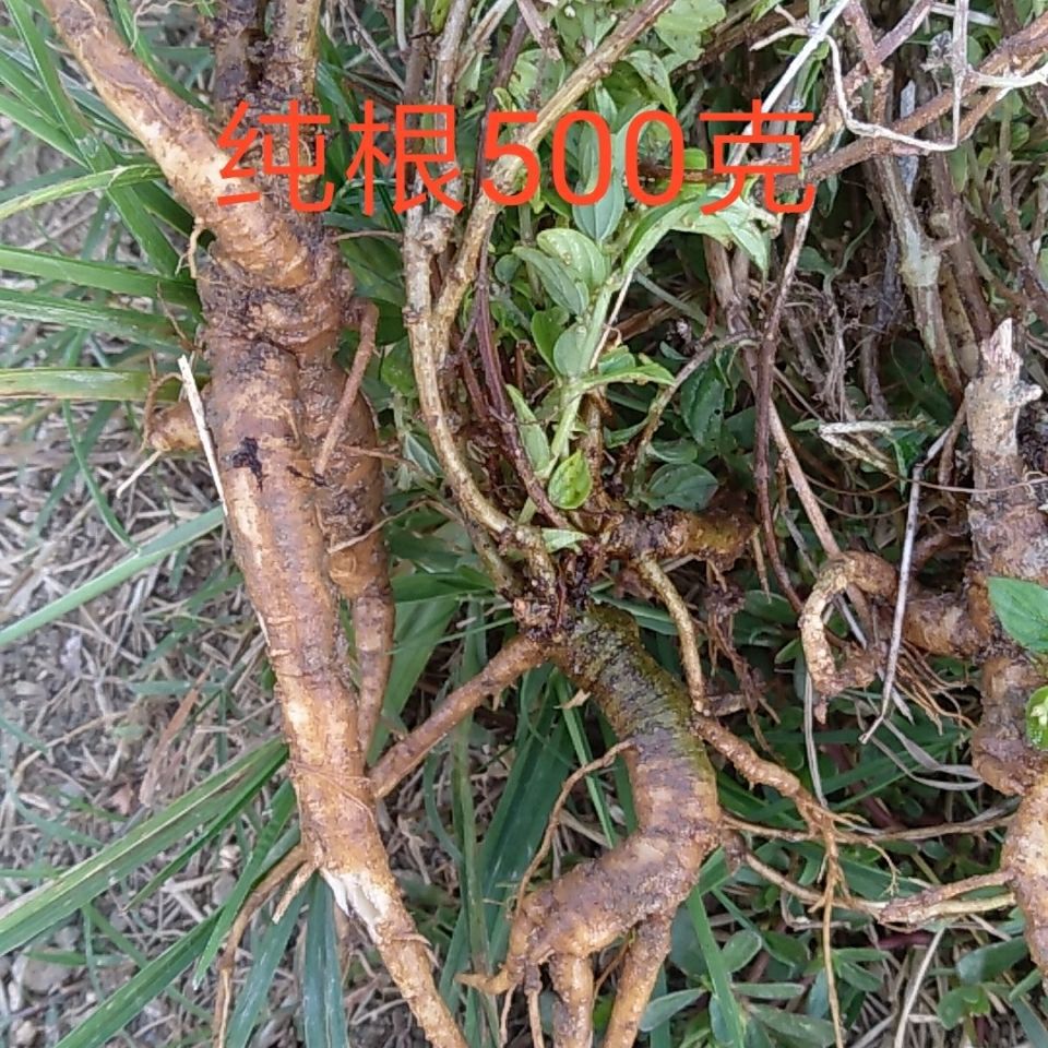 野生糯米藤根 新鲜现挖捆仙绳根糯米莱根糯米草根雾水葛根500克