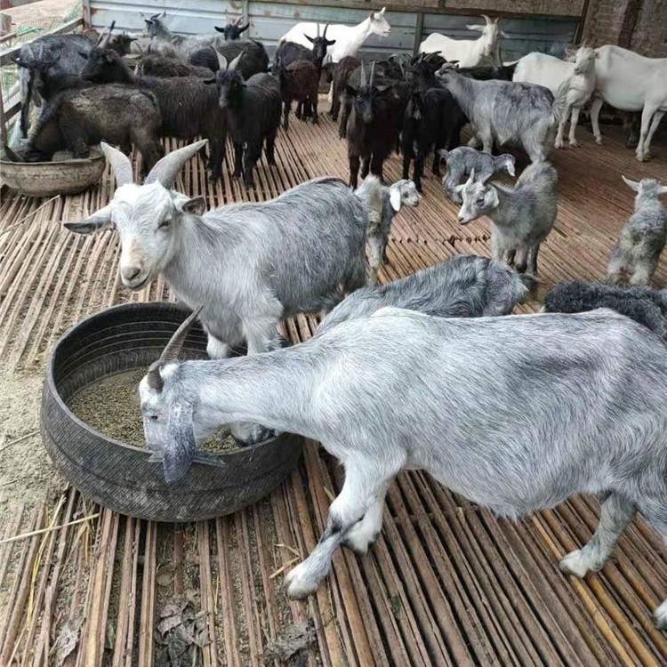 青山羊养殖前景图片