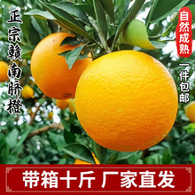 江西赣南脐橙新鲜橙子皮薄5 10 20斤果园现摘橙子 产地大量批发