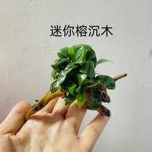 木迷你黄金榕沉木鱼缸小型迷你水榕沉定植阴性懒人活体造景装饰