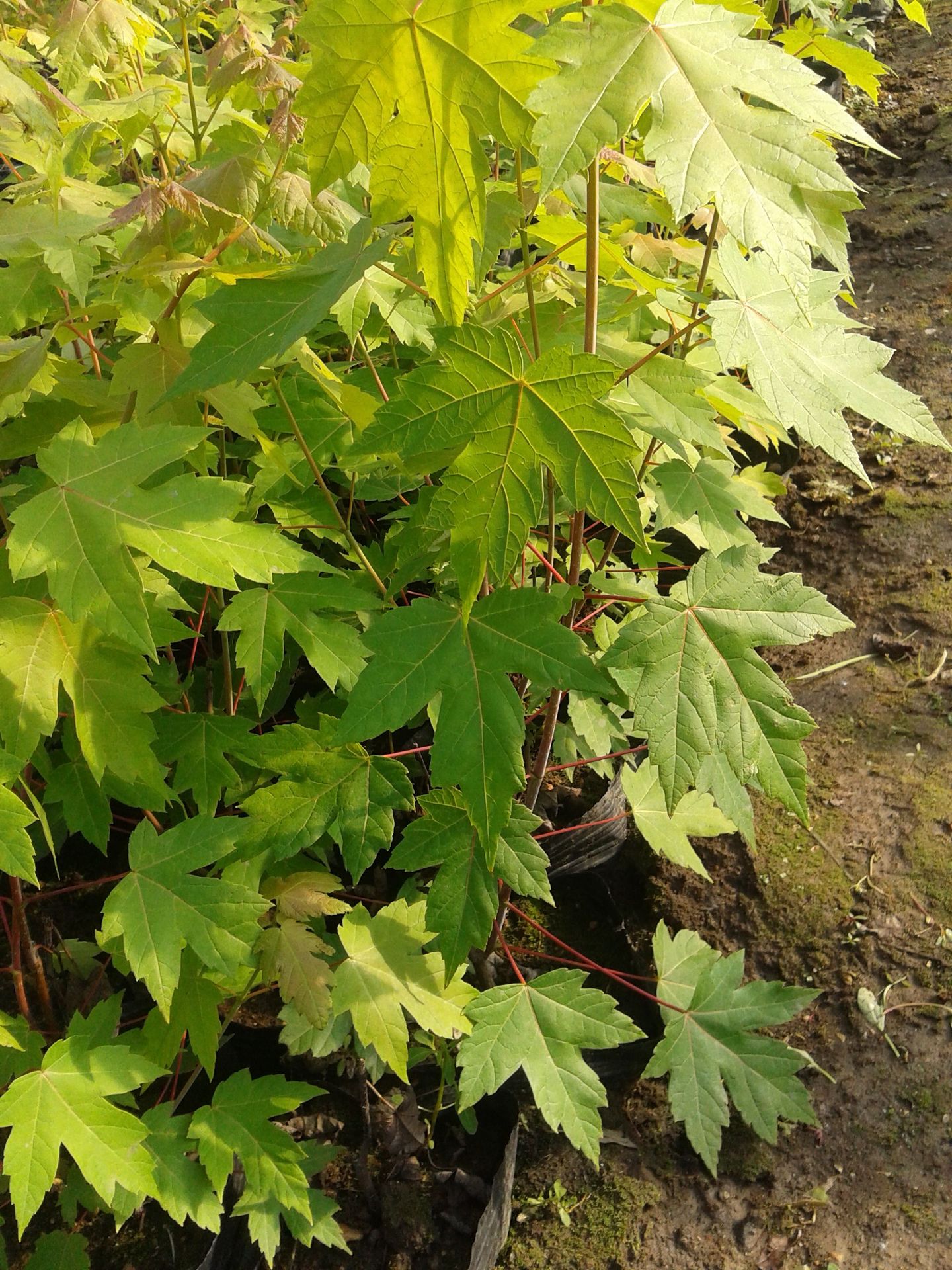 35成交910棵嵊州市新山苗场szxinshan|7年 |主营产品:桃苗;梨苗;李苗