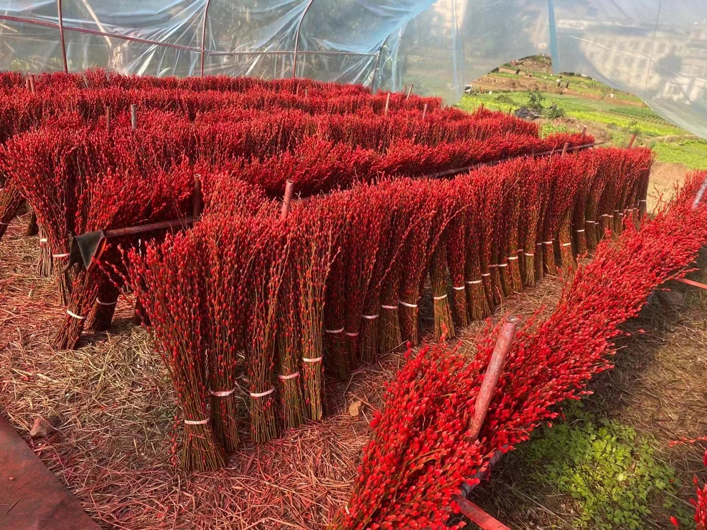 银柳七彩柳基地种植,55～60公分高,自产自销,包运费.