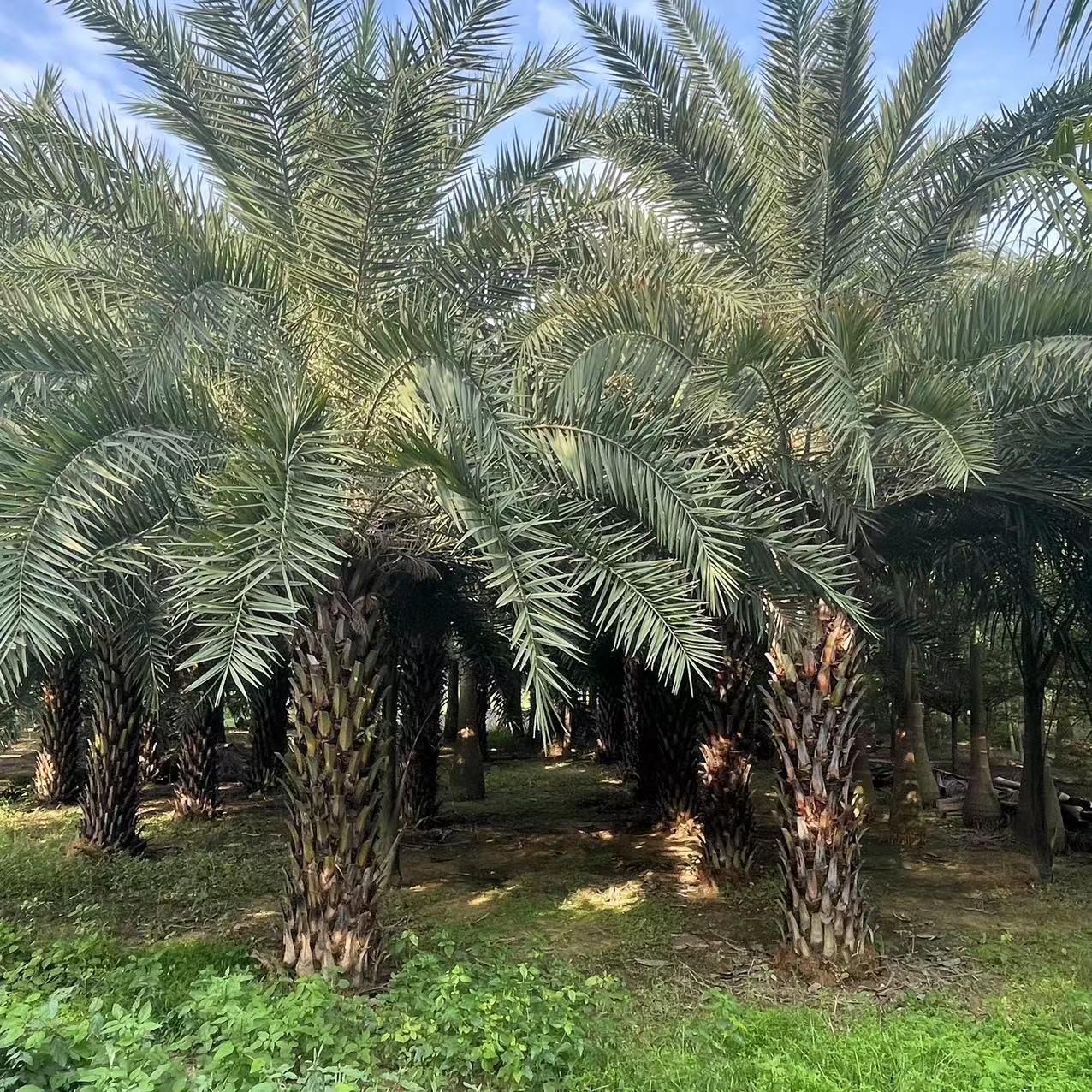 大型造景植物棕榈树中东海枣产地批发 2-5米杆中东海枣银海枣种植