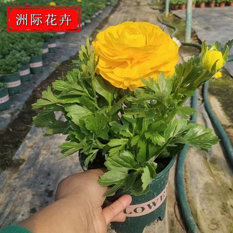 新品芹叶牡丹盆栽 花毛茛芹叶牡丹重瓣蝴蝶开花 易活花卉室内外