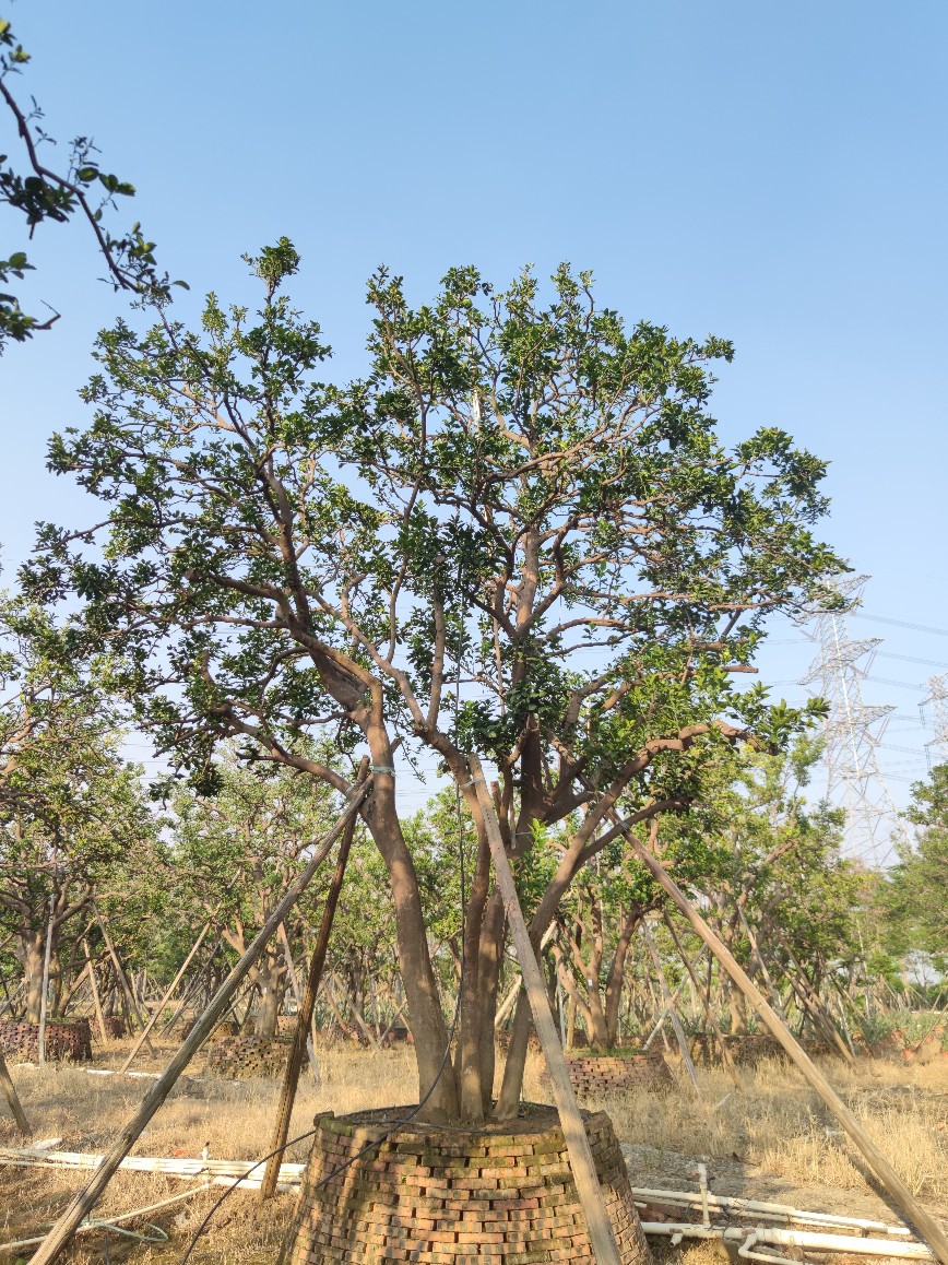 2110基地供应 全冠多杆 丛生 香橼 香泡 4-7米高假植苗 庭院楼盘