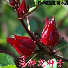 原装洛神花种子 红桃K种子 玫瑰茄种子可食用观赏花卉种子盆栽花
