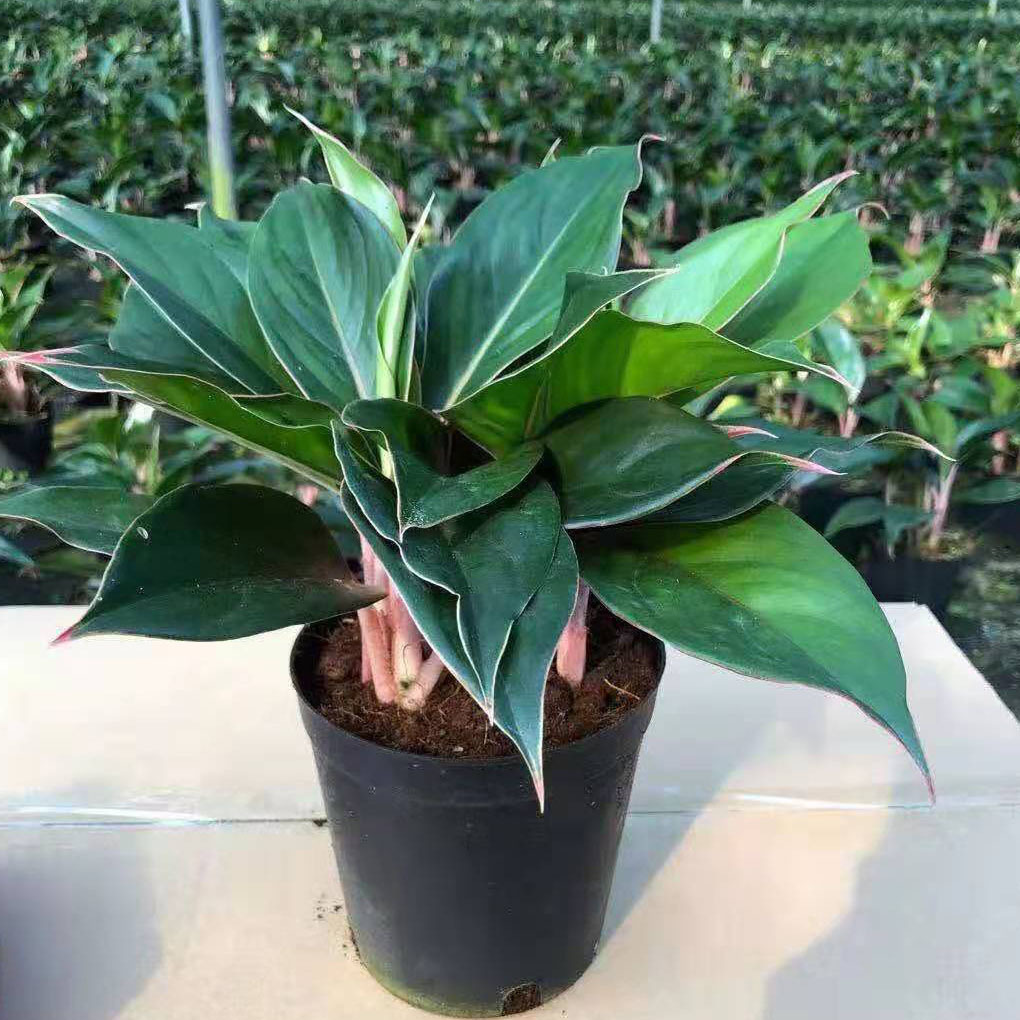 基地直供居家盆栽观叶植物室内桌面绿化墙花卉150蓝宝石