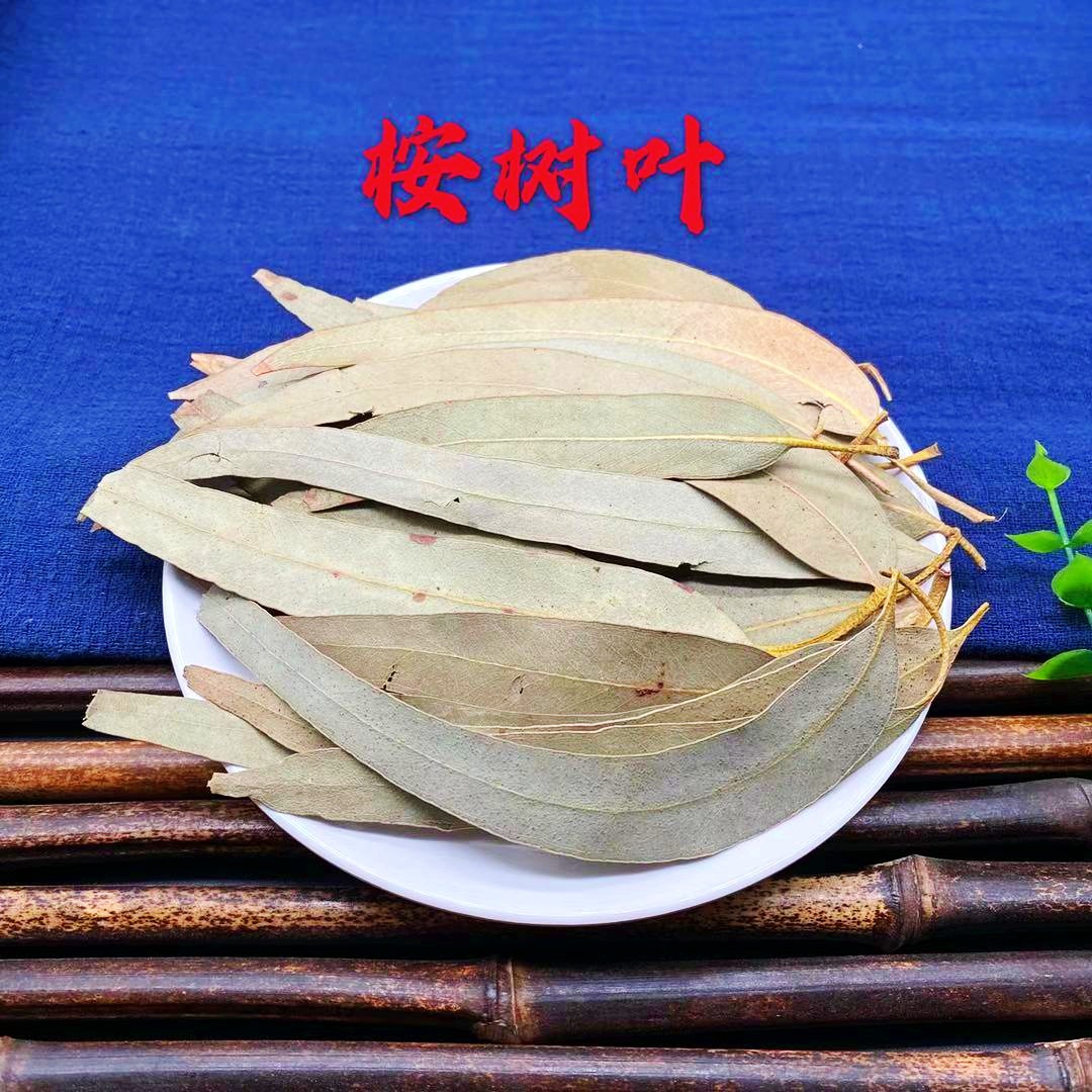 桉树叶大叶按叶蓝桉叶羊草果叶桉叶粉非中药材