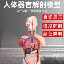 45CM人体内脏器官结构模型人体解剖躯干半身模型男性可拆卸装教学