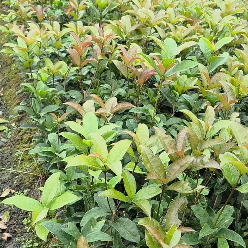 佛顶珠 四季桂16杯 地被植物 成都园林绿化工程苗木 绿植批发