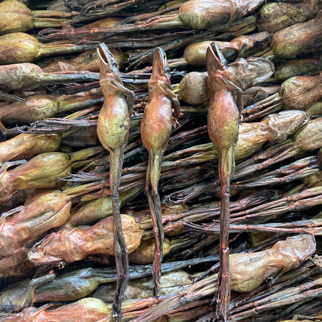 林蛙干 雪蛤干整只东北长白山林蛙干10克一支雪蛤油正品林蛙油