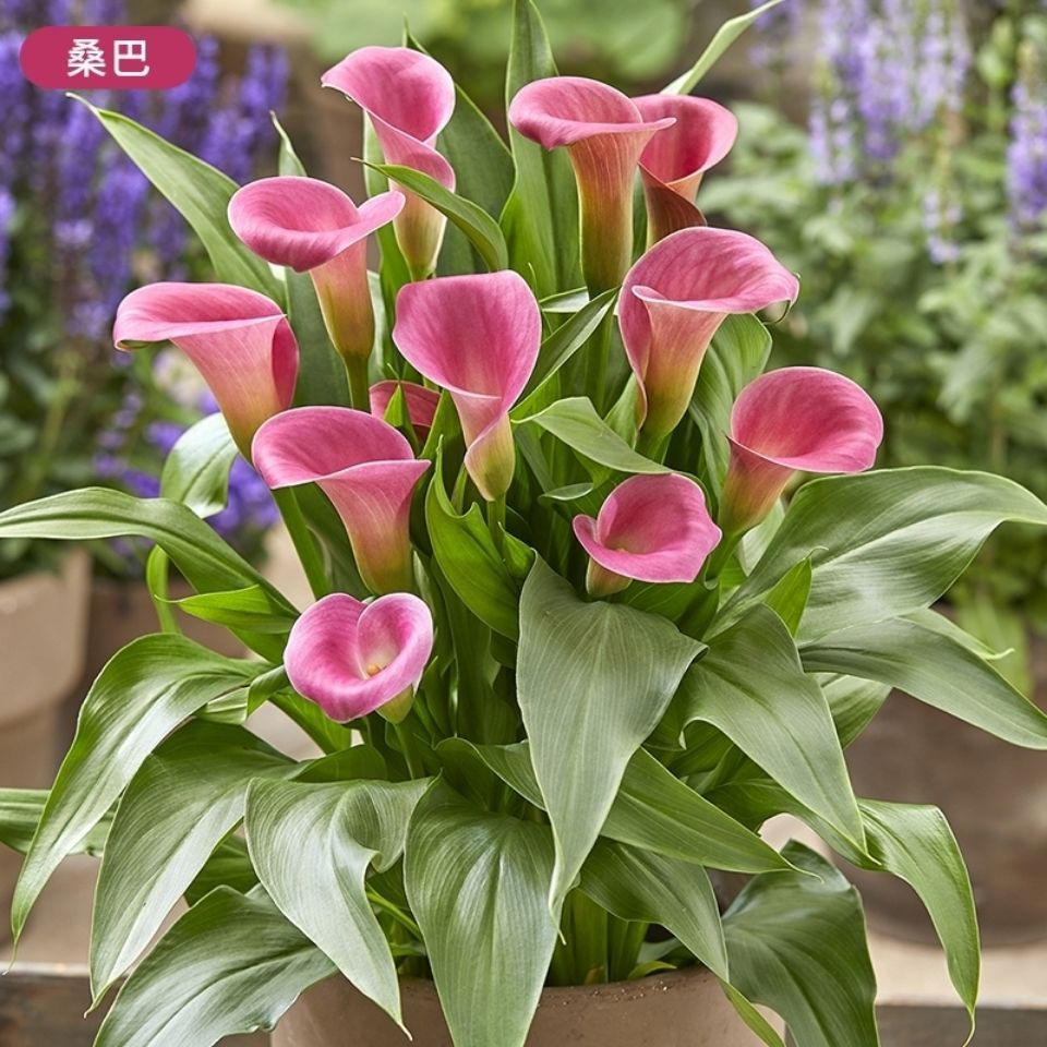 【四季开花】彩色马蹄莲花苗室内浓香型耐寒水培土培花卉绿植盆栽