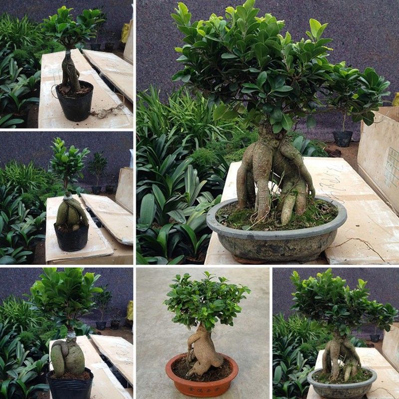 榕树四季常青耐寒榕树造型树桩苗室内禅意盆栽绿植盆景-阿里巴巴