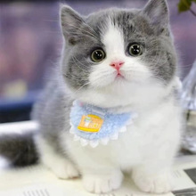 全国发货英短矮脚曼基康银渐层猫幼猫崽长毛银点金点活体宠物猫咪